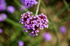 滦河神韵-沽源-小张太子jade