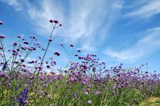 滦河神韵-沽源-小张太子jade