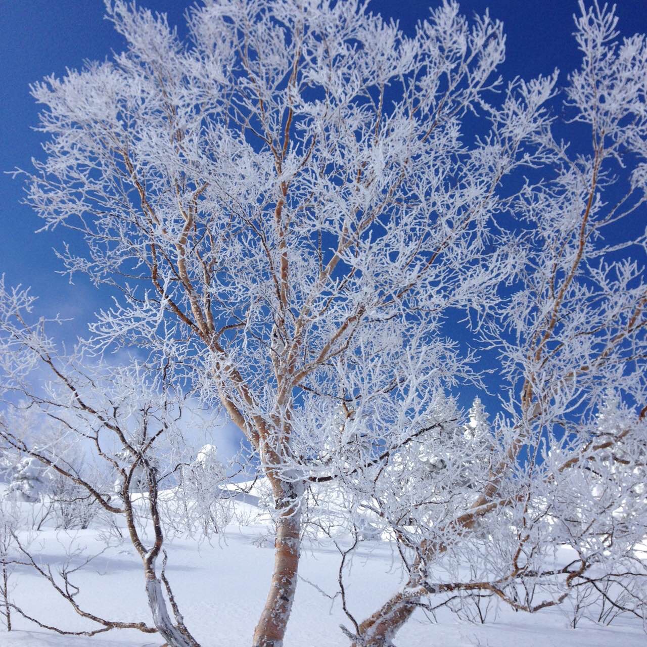 雪树