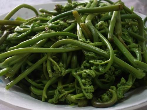 蕨菜