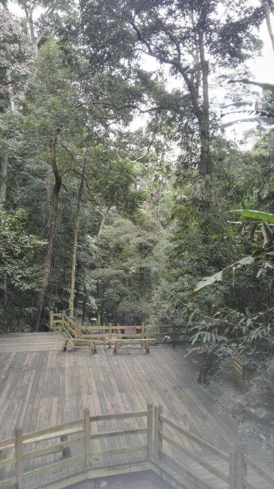 亚泰热带雨林