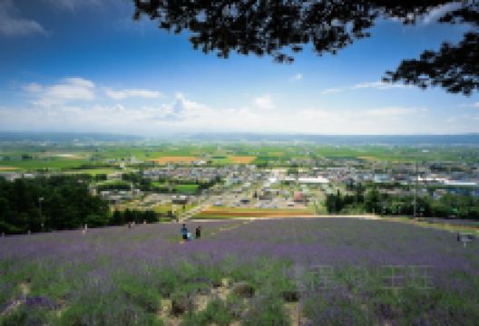 北星山町营薰衣草园景点图片