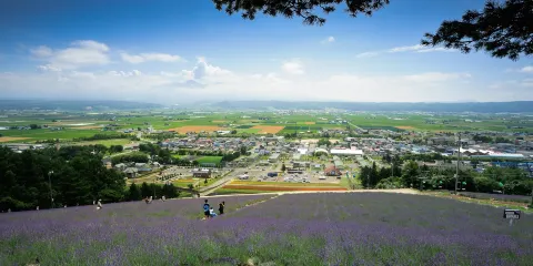 北星山町營薰衣草園