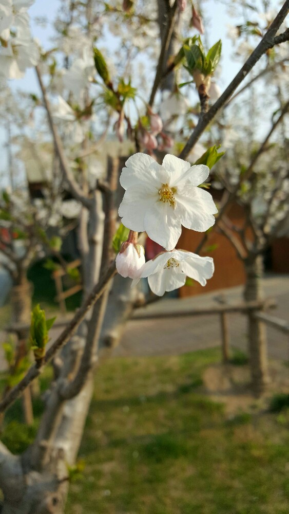 宿迁春景