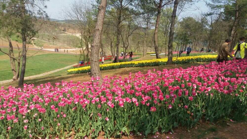 郁金香花海