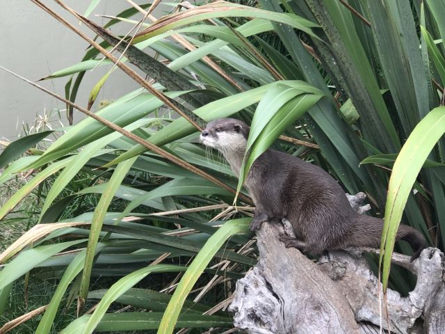 Auckland Zoo