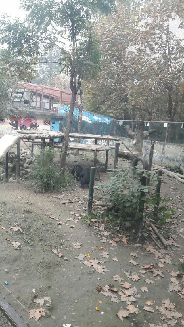 成都動物園