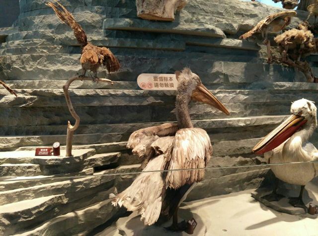 Shanghai Natural History Museum