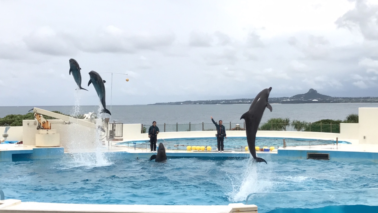 冲绳美丽海水族馆的海豚表演～海豚顶球～棒棒哒👍👍👍