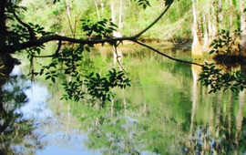 Manatee Springs