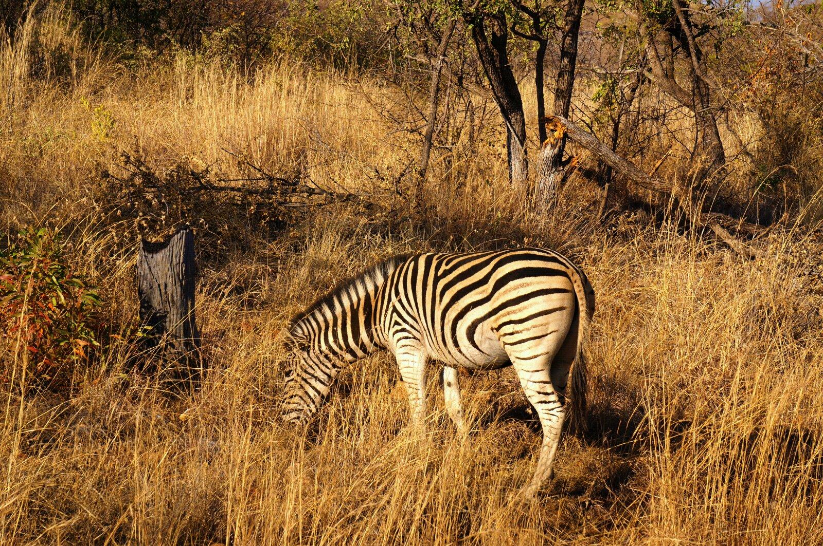 【南非】匹林斯堡动物保护区