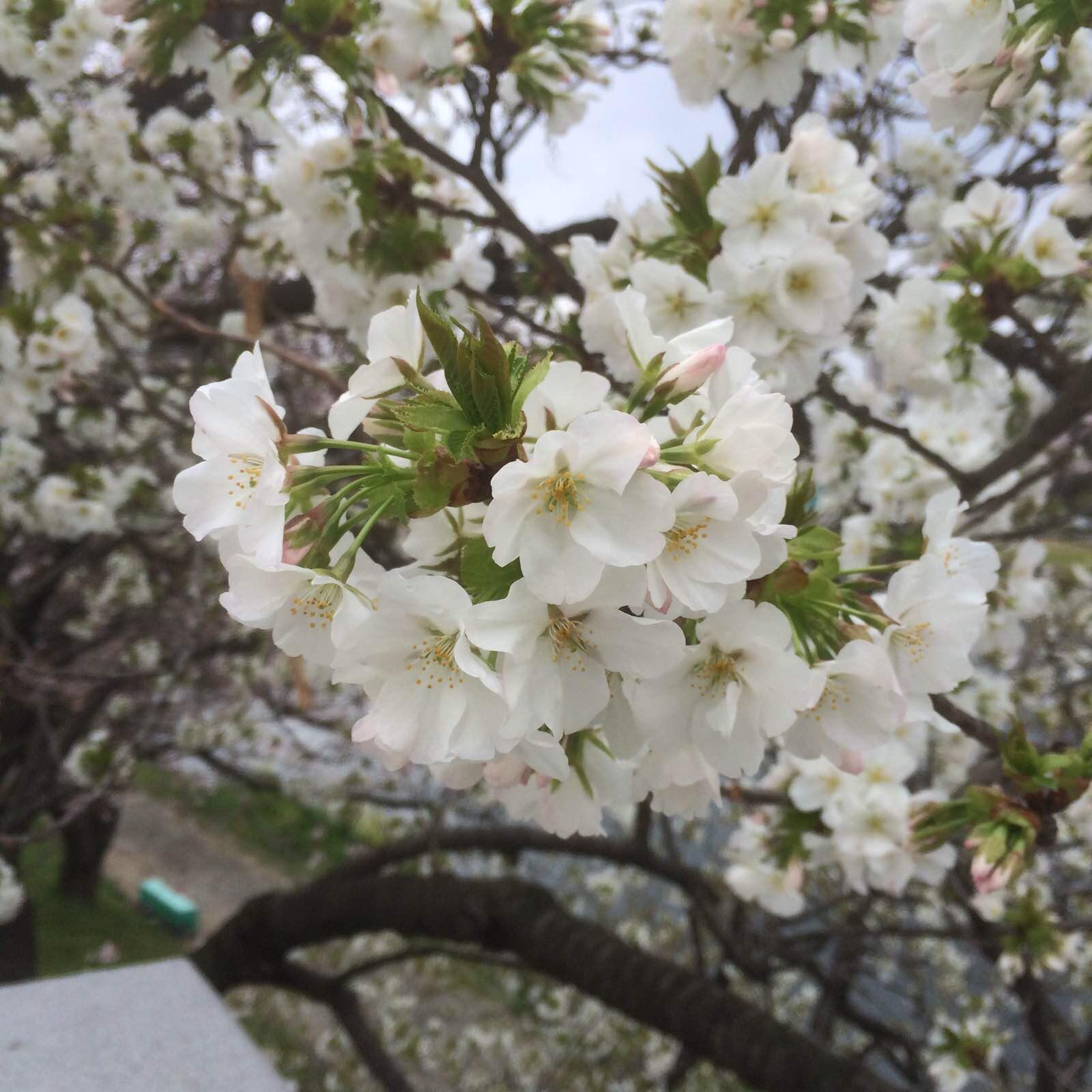 冈崎城,德川家康的出生地。樱花灿烂。