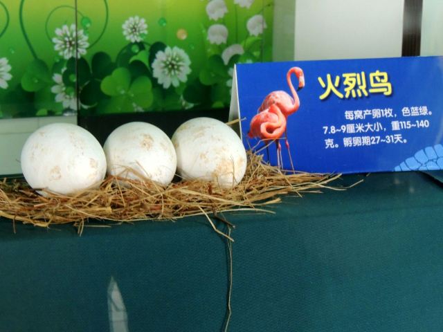 Chimelong Bird Park