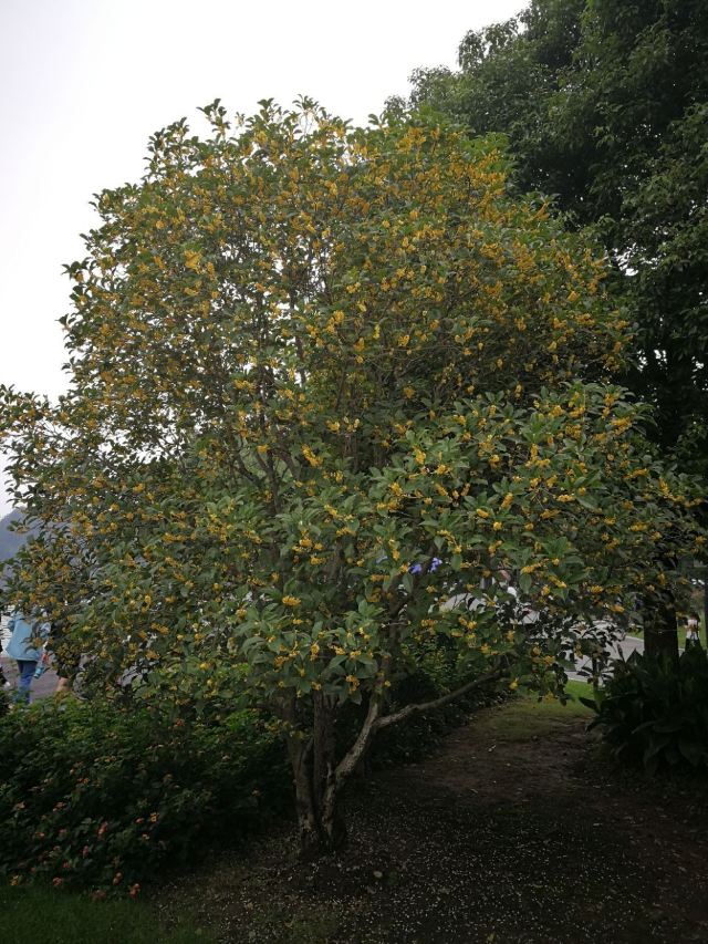 Xuanwu Lake