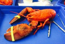 Pine Tree Seafood and Produce购物图片