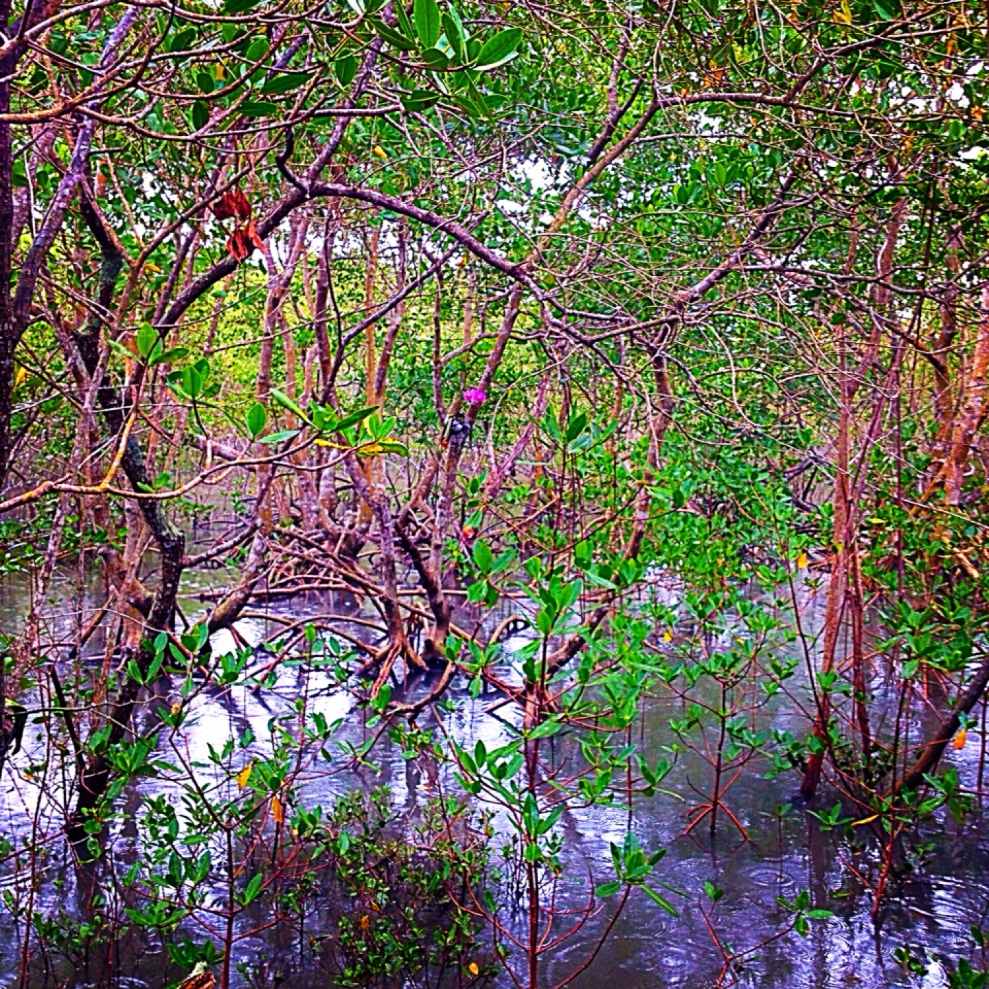 Restaurante Tropicana