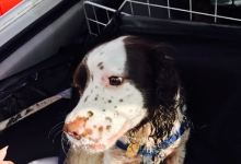 The Ice Cream Shop美食图片