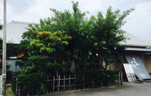 Fujisakiya餐厅图片