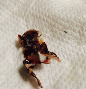 Colton's Steakhouse & Grill餐厅图片