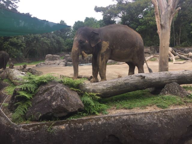 Auckland Zoo