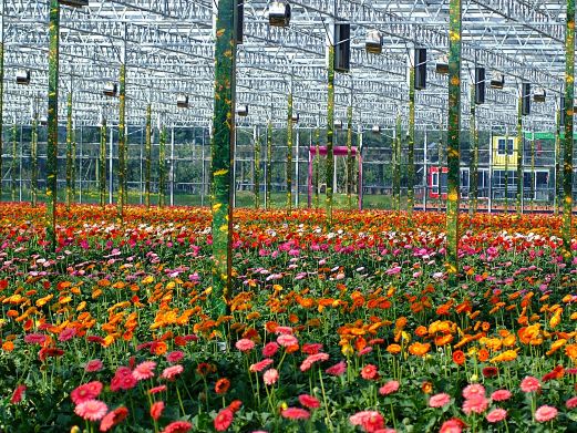 梦里水乡百花园