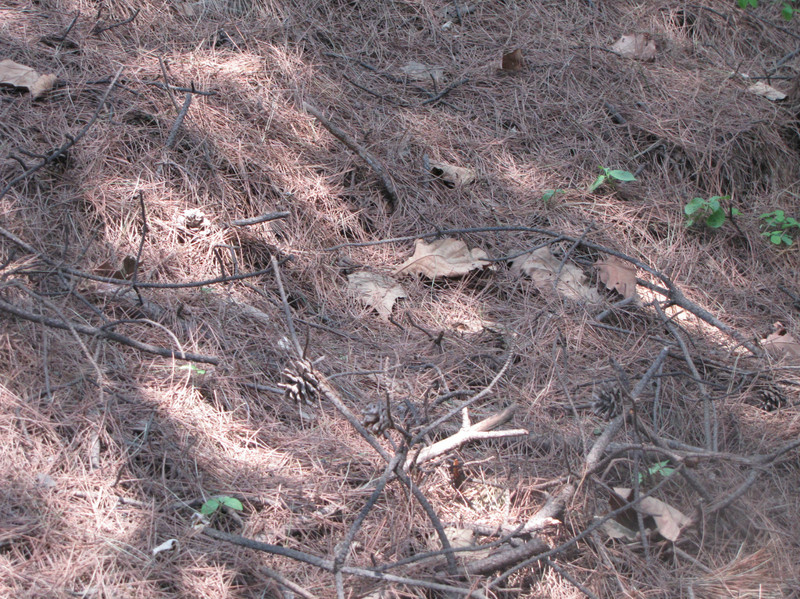 穿越秦岭——挑战无名荒山！