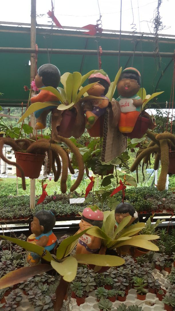 金馬倫高原薰衣草園