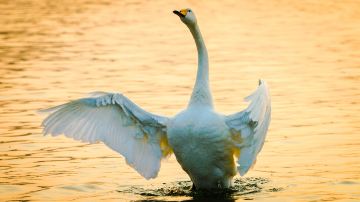 Swan Lake Ecotourism Area