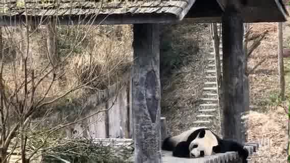 #记录美好#到熊猫基地，看萌萌的国宝们