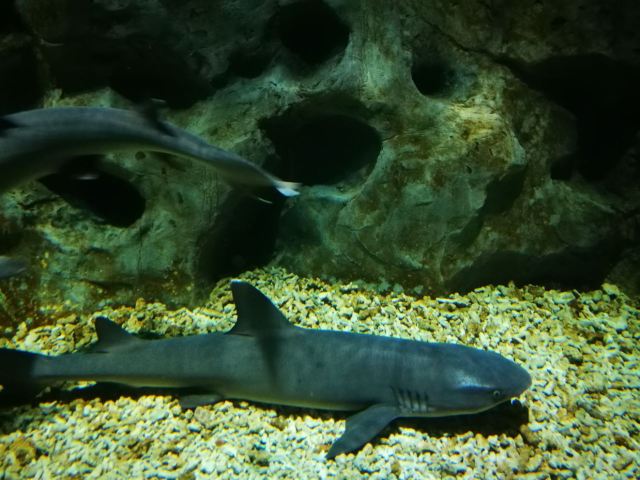 Nanchong Polar Ocean World