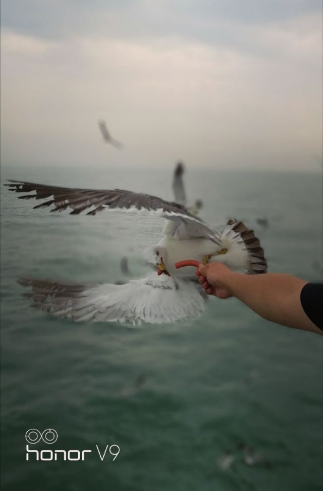 완냐오다오(만조도)