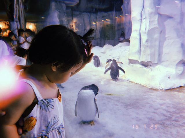 新華聯大白鯨海洋公園