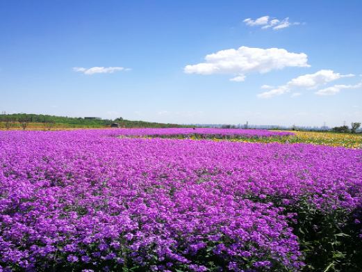君乐宝优致牧场