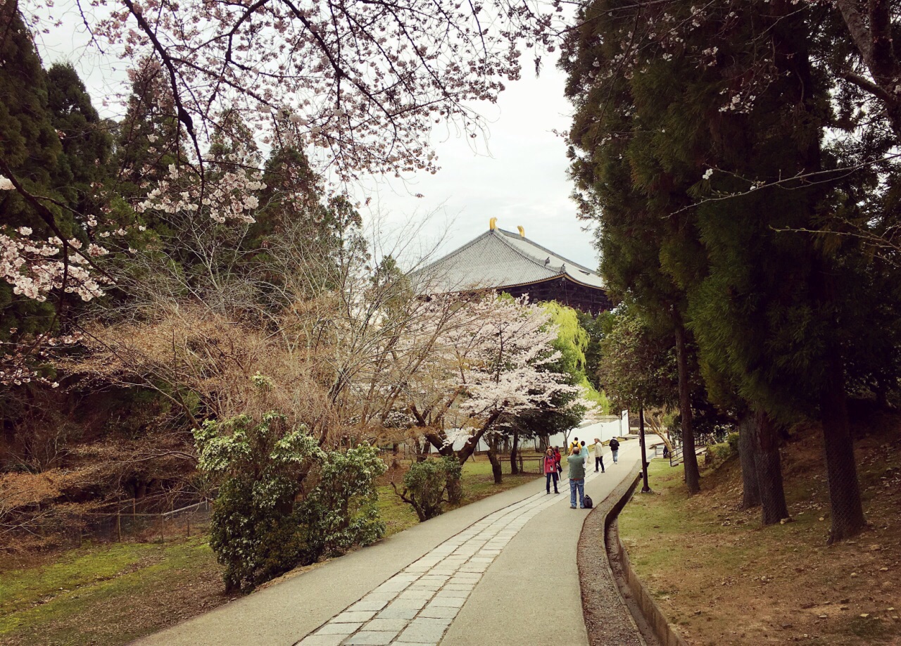 #为祖国庆生#樱花下的奈良公园