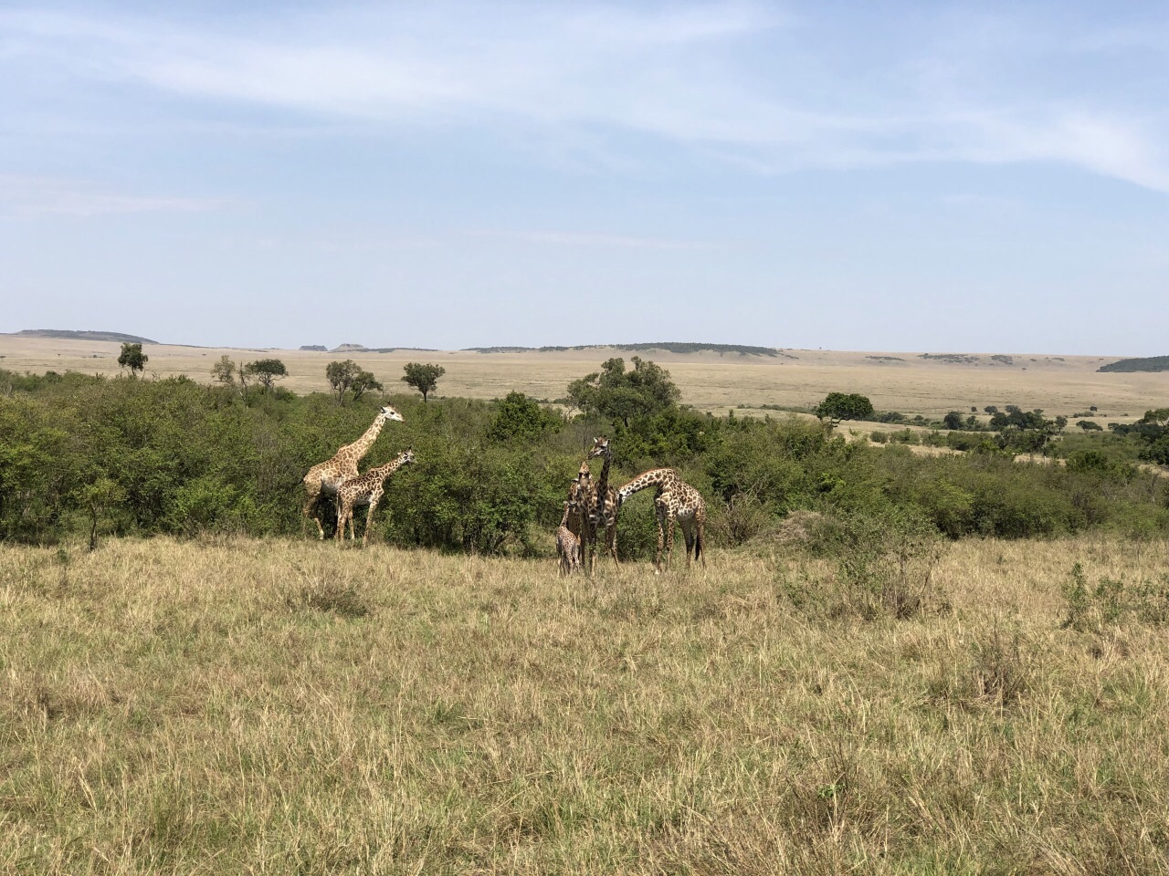 肯尼亚 马赛马拉国家保护区
