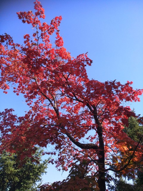 北国的枫叶就要到来最佳观赏时节了，来吧朋友！清原筐子沟欢迎您