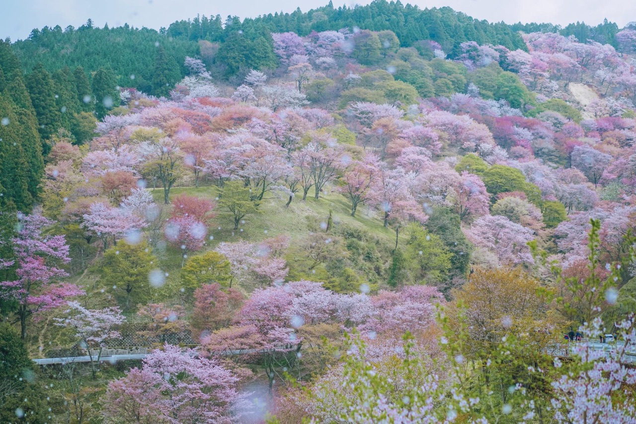 吉野山千万樱花共同盛开，太美太美