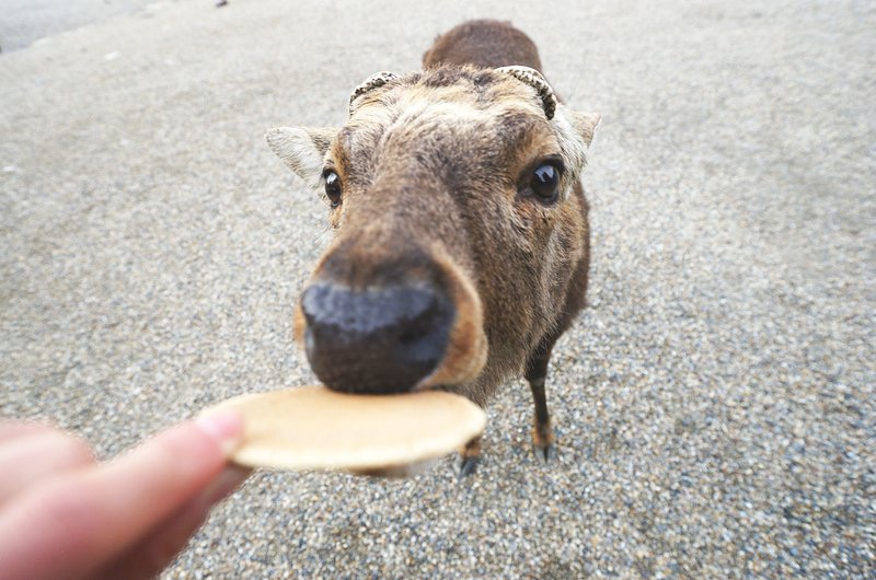 到底在奈良哪里能看到小鹿？