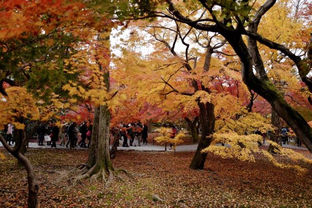 Tofukuji Temple