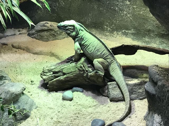 Melbourne Zoo