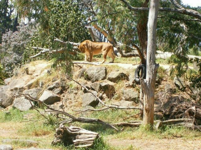 Auckland Zoo