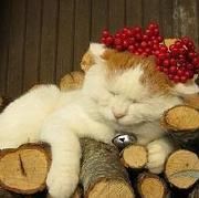 水水糖托尼托尼