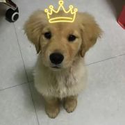 人傻个不高的小文子