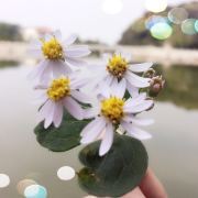 有意大利炮的女人