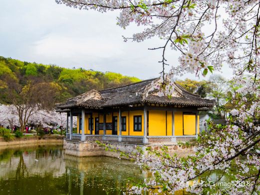 太湖鼋头渚风景区-樱花谷