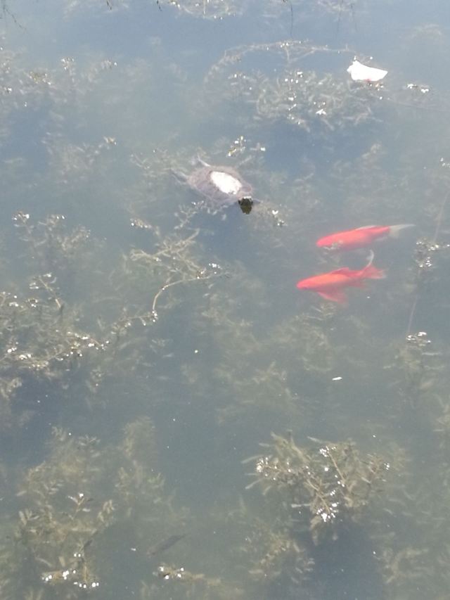 岭南公园旅行图片 1
