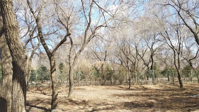 西拉木伦公园旅行图片 4