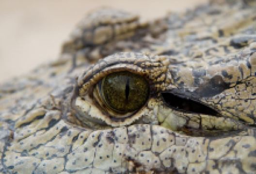 The Crocodile Ranch景点图片