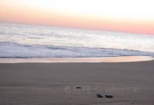Hollywood North Beach Park景点图片