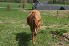 Shelburne Farms-谢尔本